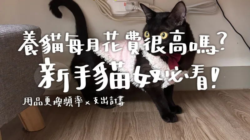 養貓每月花費很高嗎？新手貓奴必看，用品更換頻率與支出計畫